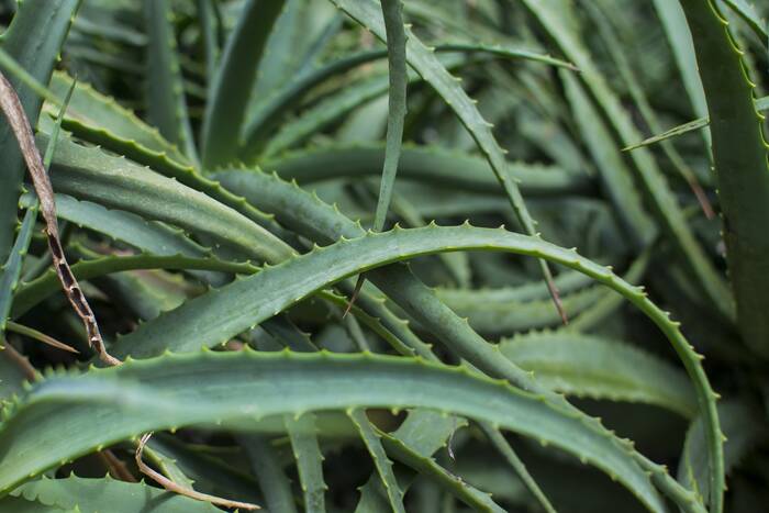 Aloe Plant With Leaves that Curl Up