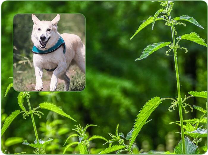How do you sooth a nettle sting on a dog