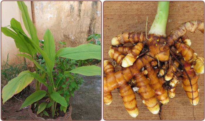 How do you take care of the turmeric plants in the pot