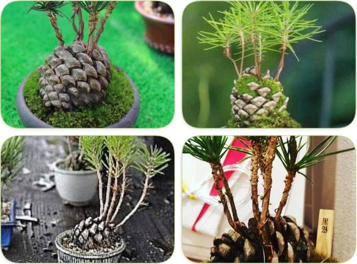 How to germinate pine cone from seeds