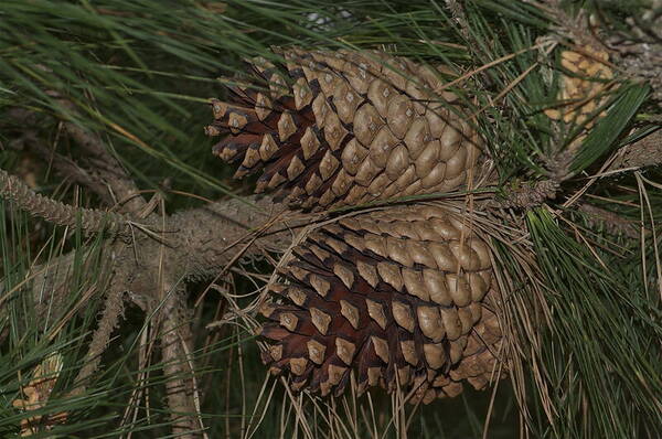 Monterey Pine (Pinus radiata)