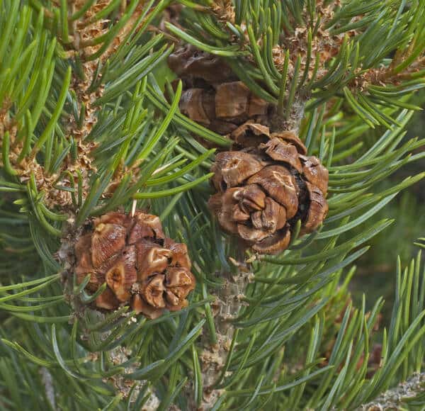 Pinyon Pine (Pinus edulis)