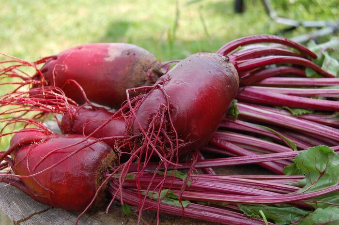 beetroot for pregnancy