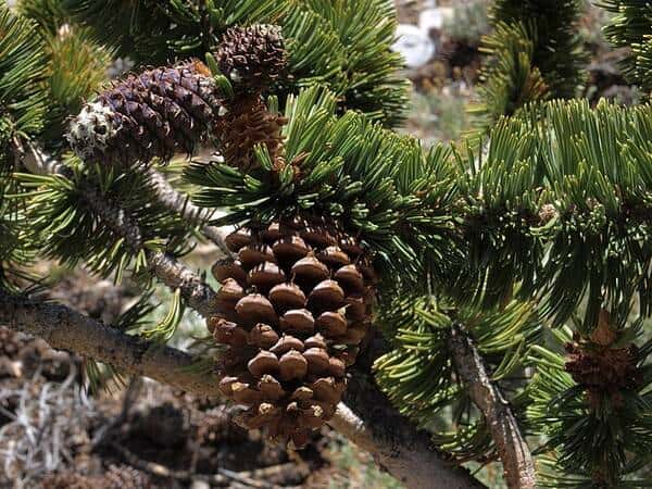 Bristlecone pine (Pinus longaeva)