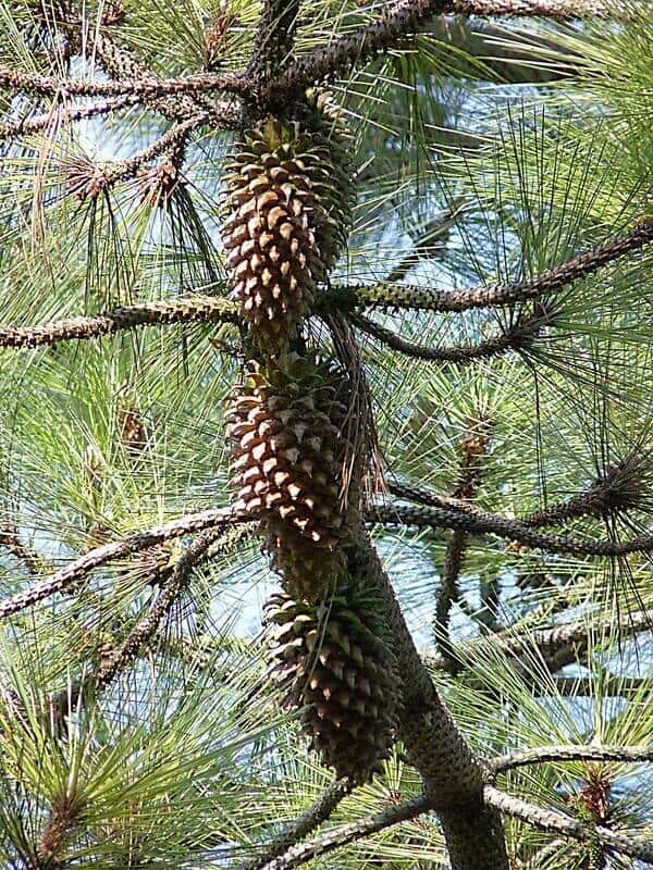 Coulter Pine (Pinus coulteri)