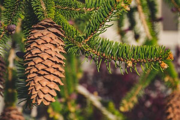 sugar pine (Pinus lambertiana)