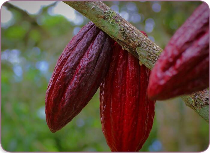 Difference Between Cacao and Cocoa