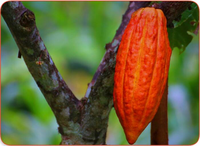 Raw Cacao Have Health Benefits