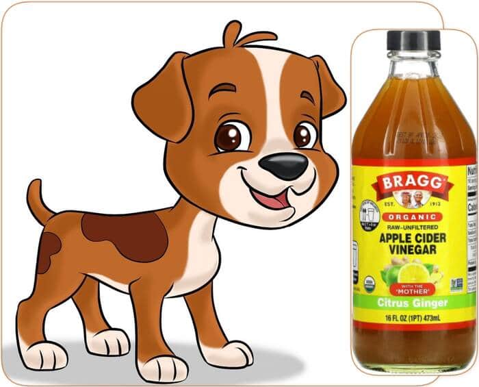 Apple cider vinegar for arthritis in dogs