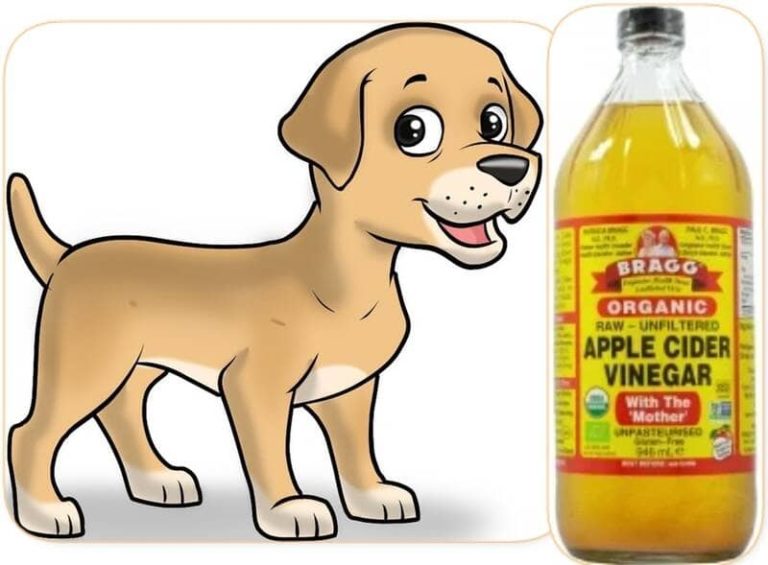 Apple Cider Vinegar for Dog Itching?