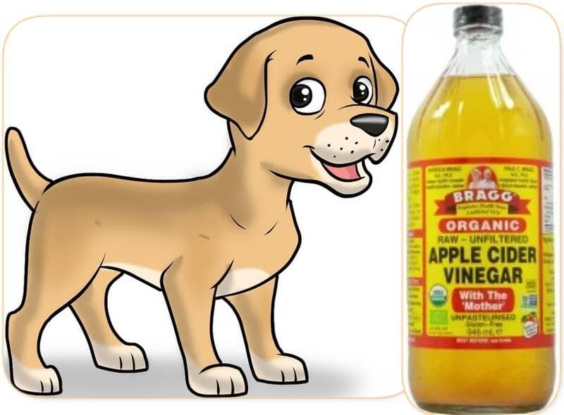 apple cider vinegar for dog itching