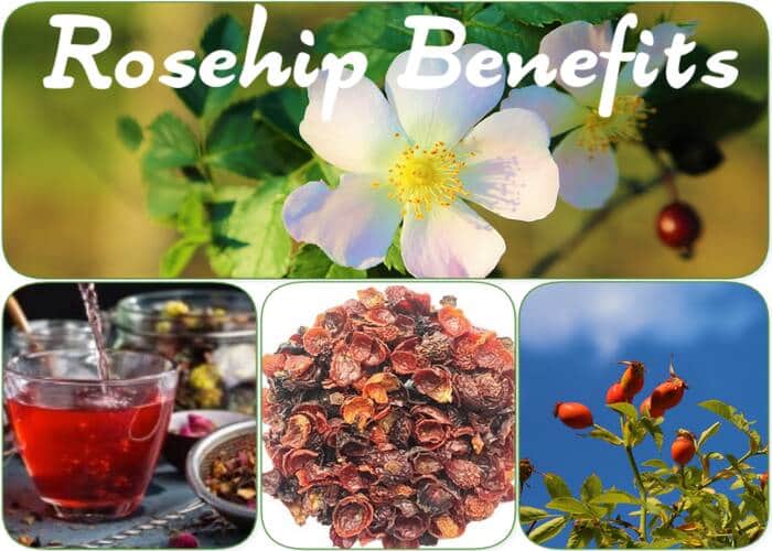 18 rosehip benefits