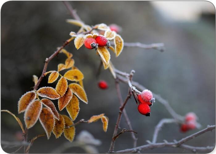 Rosehip Nutrition Facts 