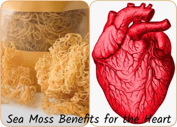 Sea Moss Benefits for the Heart