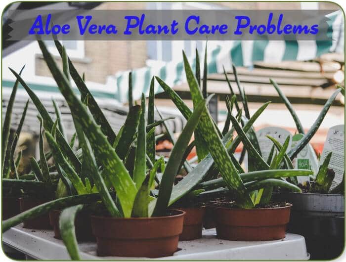Aloe Vera Plant Care Problems