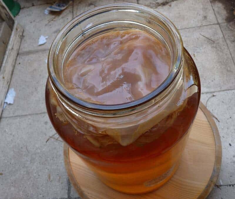 Kombucha mother