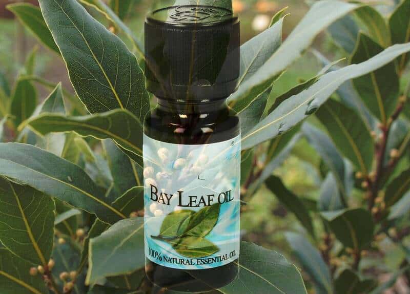 How to use bay leaf essential oil for mycosis